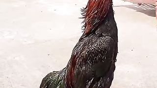The karkara rooster