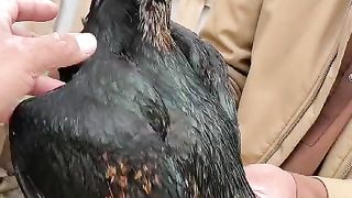 Me is a rooster