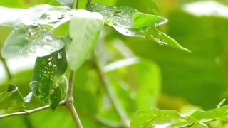 Beautiful nature 161