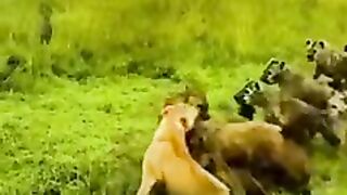 Lion vs hyena