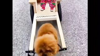 Amazing funny ???? nice beautiful