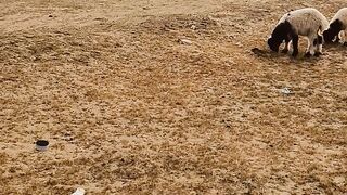 اج بارش کا موسم ے کویت میں