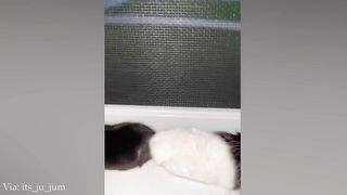 Cats are the ultimate comedians FUNNY CAT VIDEOS