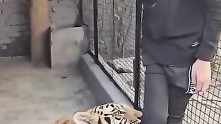 lion bite a kid