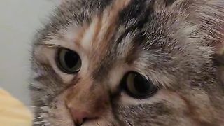 Cat Meow