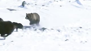 poor little black cow