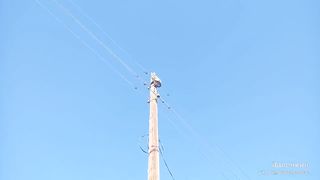 Очередной опорный кот _ Cat rescue with live wires