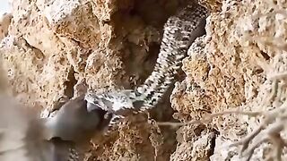 Very nice animal