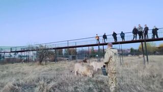 Вожак ЗАКРЫЛ МЕНЯ СОБОЙ от молодого льва.
