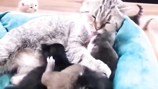 Вы АХНЕТЕ когда увидите кого приютила эта КОШКА. Уму непостижимо.