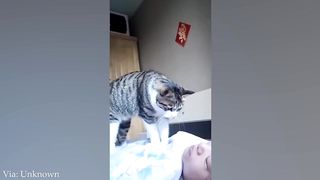 When your cat is like your sibling