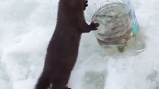 Норка на рыбалке