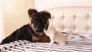 From the Moment She Met the German Shepherd the Kitten Fell in Love with Him.