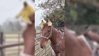 100 Случаев с Животными, которые Стоит Увидеть.