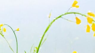 Good Morning Scenery | Beautiful Nature Video | Village Nature Scenery