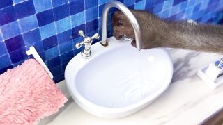 Monkey Baby Bon Bon forgot to turn off the water in the toilet and eat with duckling at the pool