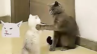 Kitten Ganggu Kocheng Abu