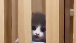 Kitten Dikurung Dalam Kandang