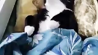 Kocheng Sultan Sedang Istirahat