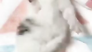 Kitten Lucu & Bikin Gemesh