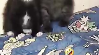 Ekspresi Wajah Kittens Kebelet