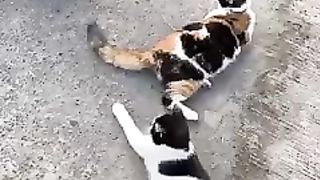 Akibat Kocheng Kembar Jadi Salah Sasaran