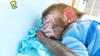 Monkey Baby Bon Bon go buy Starbucks coffee and drive the farm with ducklings