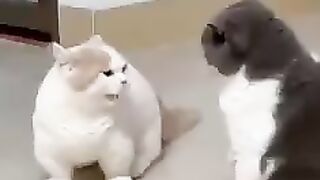 Mpuuuus Gemoy Jago Gelud