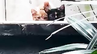 Kittens Mengajak Maen Kocheng Bernama Soleh