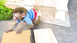 Monkey Baby Bon Bon moves into new house and plays toy car with puppy so funny