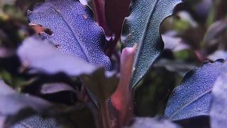 bucephalandra plant