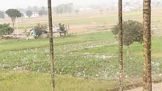 Birds in the field