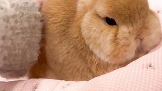 chubby rabbit