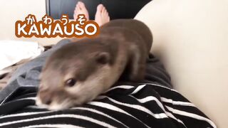otter who can not sleep without holding a kitten