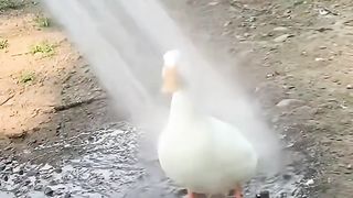 Duck Taking Shower