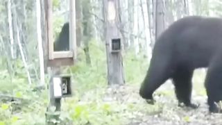 Fun bear????