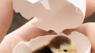 Cutest baby animals Videos Compilation Cute moment of the Animals - Cutest Animals #4
