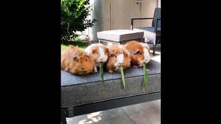 Cute Baby Animals Videos Compilation | Funny and Cute Moment of the Animals #17 - Cutest Animals
