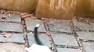 Cat been jealous to each other