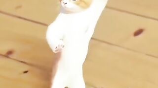 VID 20231107