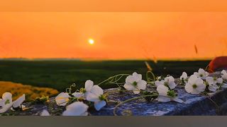 Nature beauty
