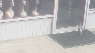 Pigeons waiting for hair cut