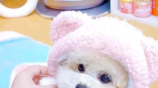 Funny animals