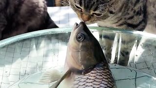 Cat vs Fish