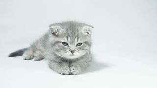 Playful grey kitten lying on a white background