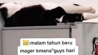 Kocheng Cemong Agy Males Gerak