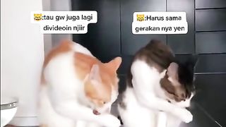 Kocheng Na Kompak Guys