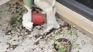 3 Bocil Kittens Pelaku Perusak Halaman Rumah