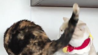 Cat Love Funny animals