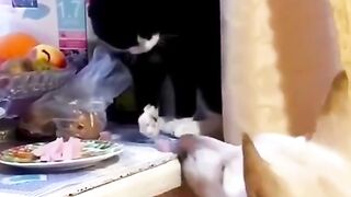 Kocheng Cemong Menghabiskan Kue Punya Emaaak